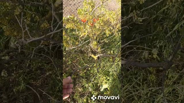 ЗАЦВЕЛА СМОРОДИНА, А В КОНЦЕ БОНУС ДЛЯ ВАС. ОГОРОД НА КУБАНИ. shorts#