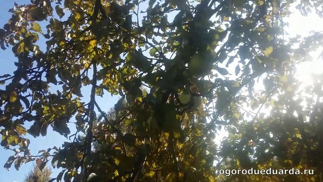 Показываю и рассказываю про  яблоню "Суворовец"