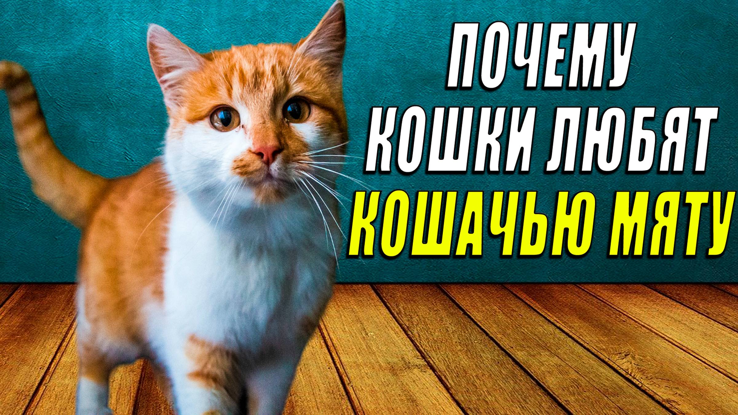 Почему кошки любят кошачью мяту