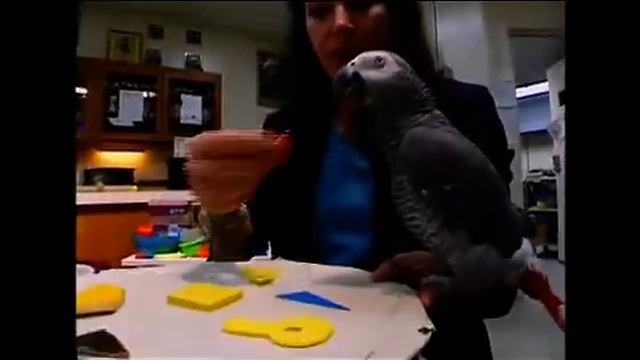 Elementary Video 2 01