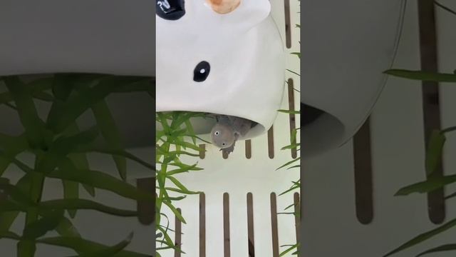 Мой новый друг