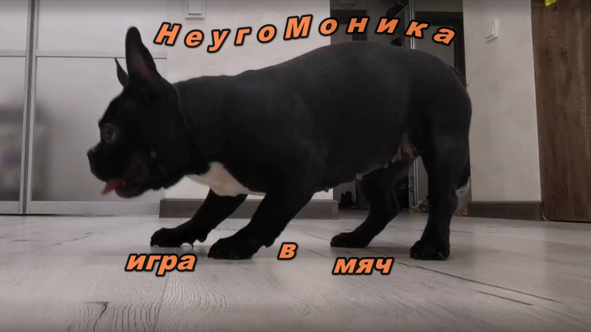 Неугомонная Принцесса Моня🐶▶️👍🏻 #игрыссобакой #французскийбульдог #моня #жизньсобаки