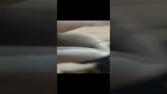 кальмара нимус 2