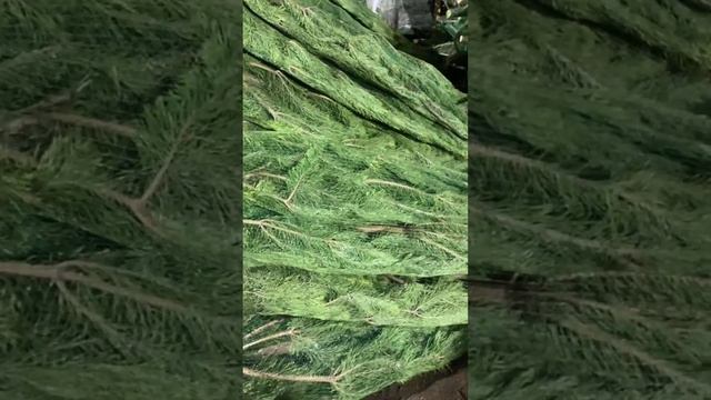 YouCut_20241116_151035566.mp4