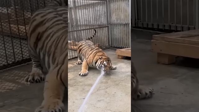 I loves tiger 2