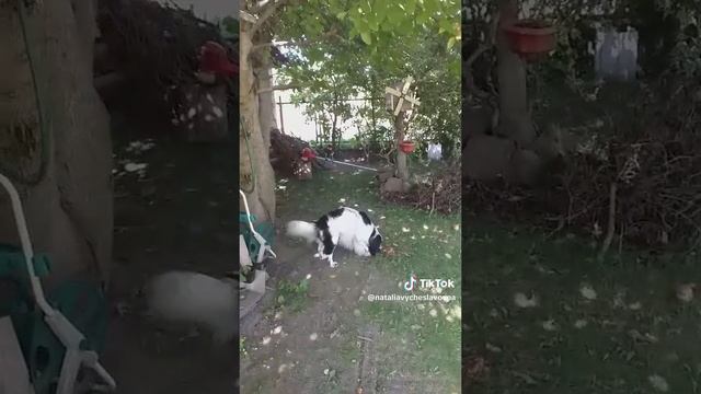 Хулиган...)))