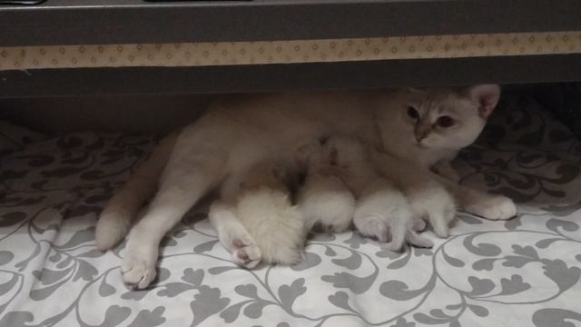 Тайским котятам неделя, старший котенок за ними наблюдает