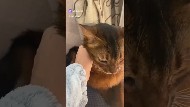 котик Сомали