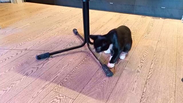 VID_20241116_161950_703.mp4