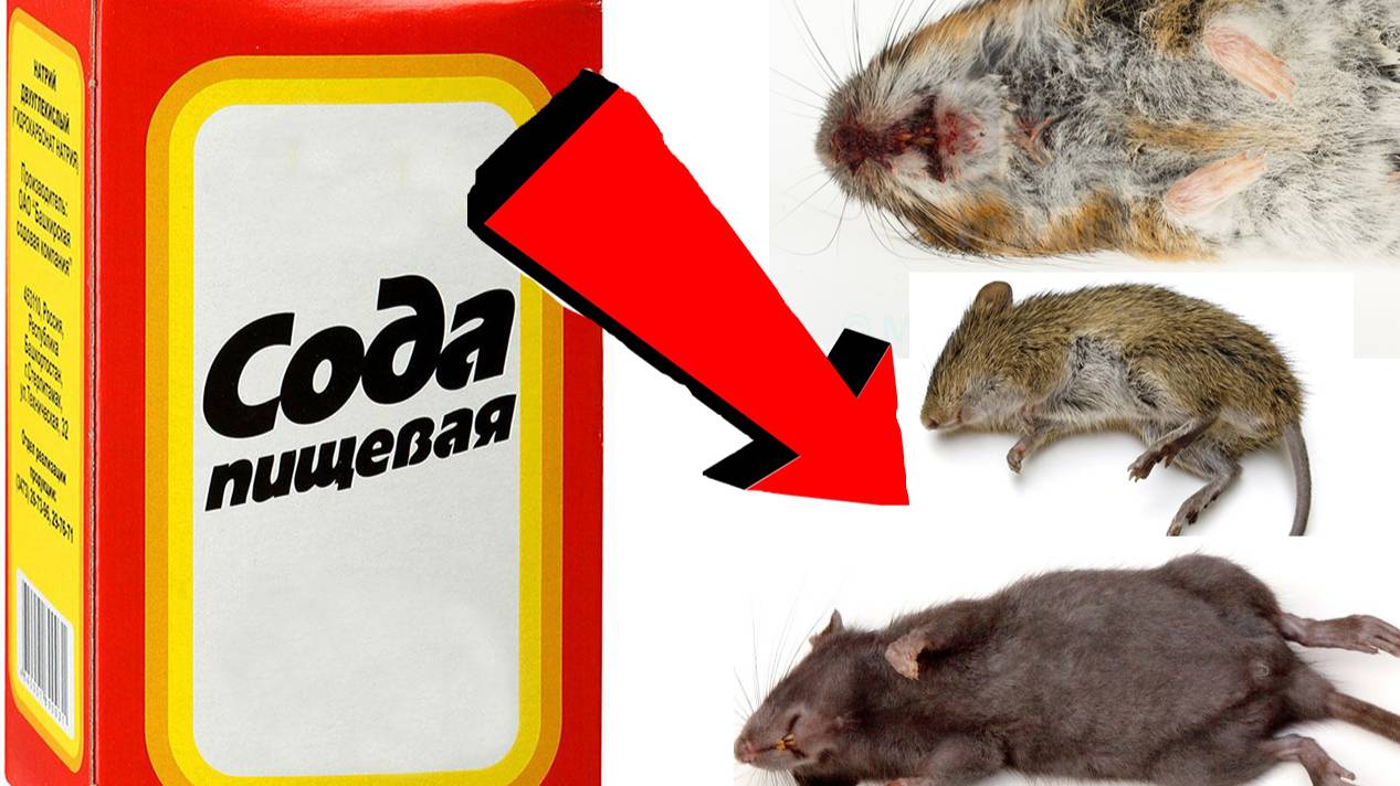 Как избавиться от крыс За 3 Секунды!!!!!!