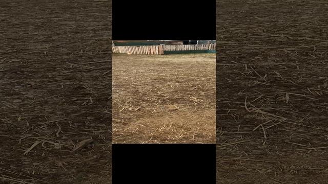 Пес был зациклен на бегании за палкой. Но не отдавал её и не слышал команды. Решаем эту проблему.