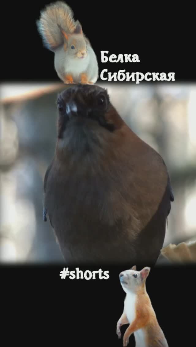Сойка голодная много ест