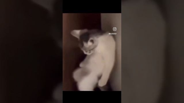 видео про смешного котика