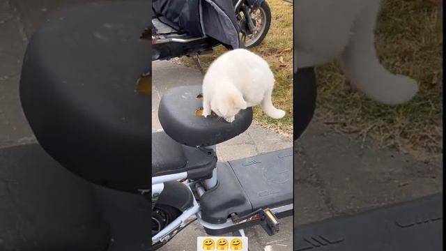 Братья меньшие