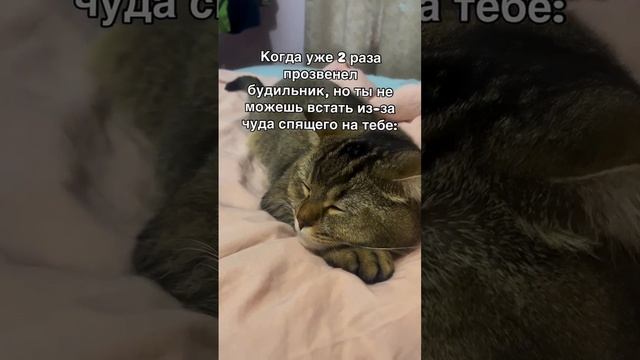 Мы в ВК https://vk.com/life_of_cats