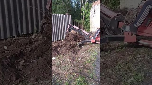 Корни размером с экскаватор!