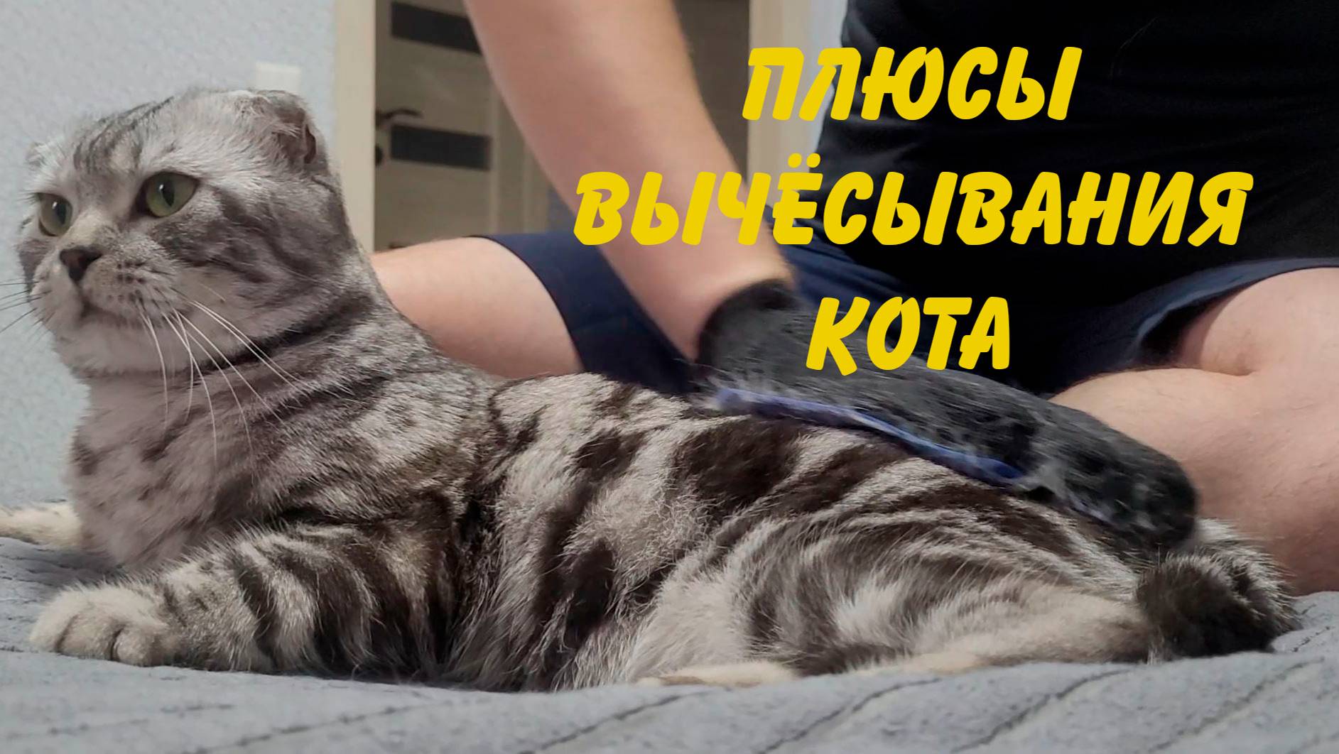 Плюсы вычёсывания кота