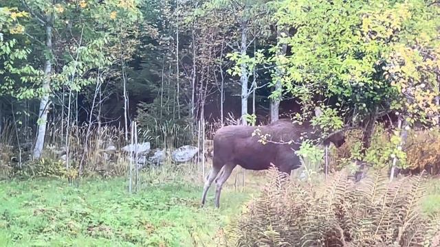 Sweden | älgen äter äpple | Швеция | Скандинавия | лосиха есть яблоки | шведская жизнь | влог |