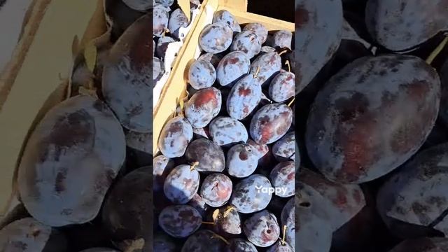 Слива на компоты