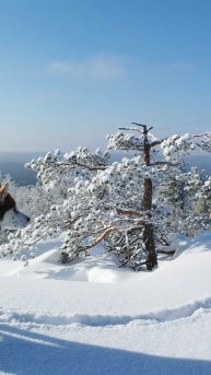 Петушинный рутуб