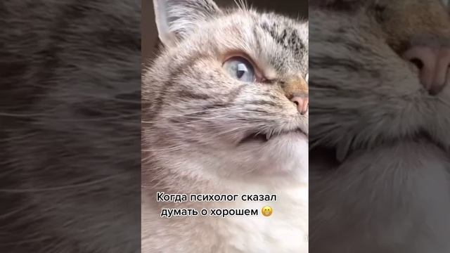 котяра злится