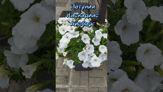 Невесты в моём саду