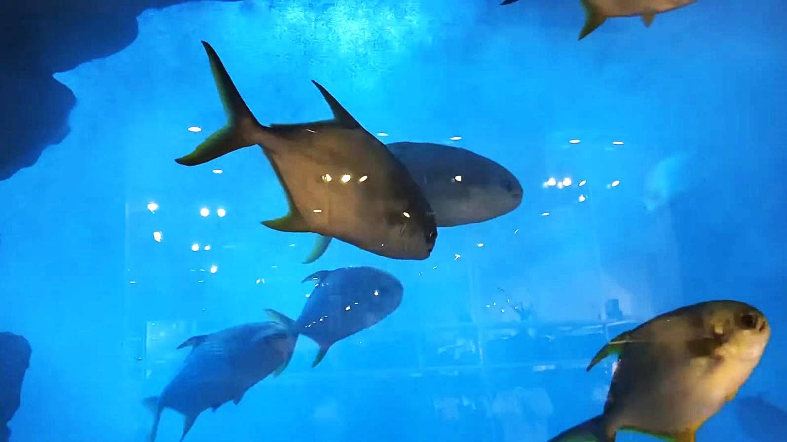 Погружение в Подводный Мир. Аквариум и Подводный Зоопарк Дубай Молл