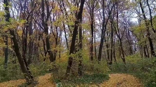 Осенний лес. Очень красиво