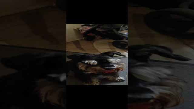 прогулки кота-бобтейла Лучика
