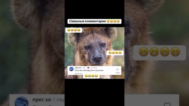Квадроберы и смех