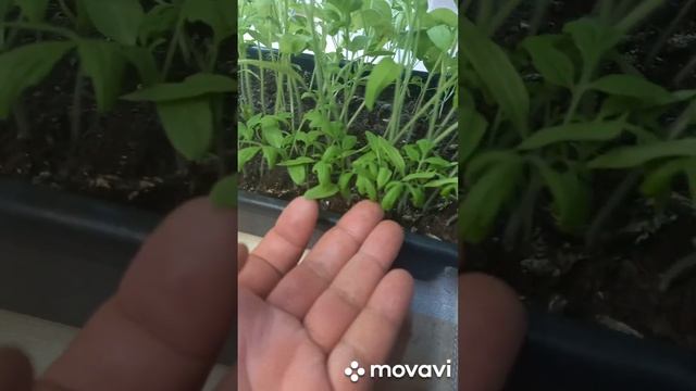 РОЗЫГРЫШ!!! ОГОРОД НА КУБАНИ. shorts#