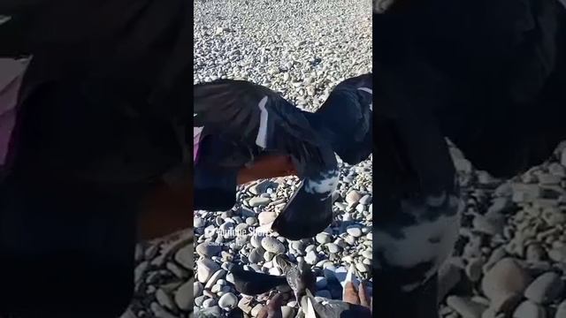 Голуби 🕊️.mp4