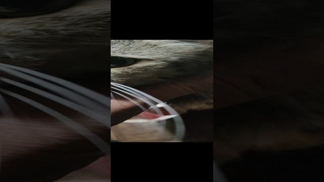 Моя старенькая подруга.