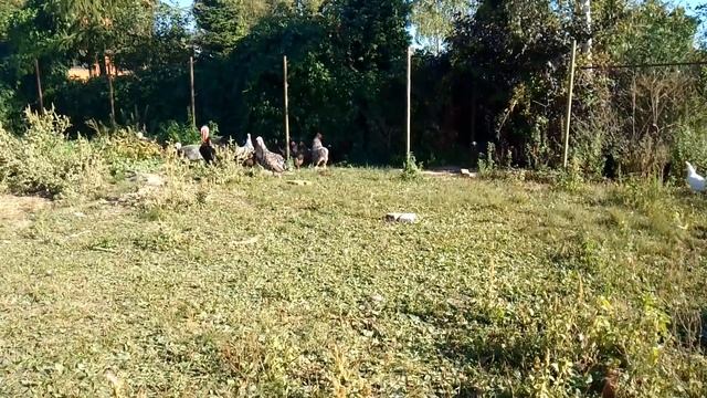 Наблюдаем за вольной птицей