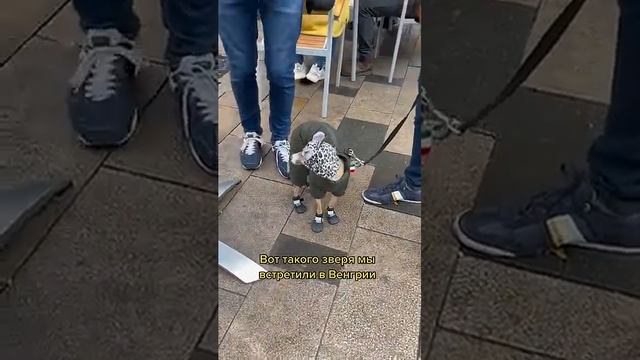 про животных