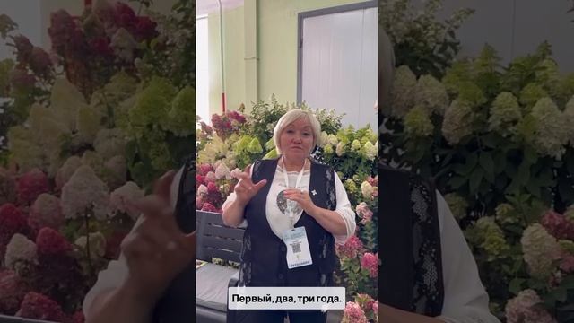 Правильная обрезка гортензии - залог успеха!