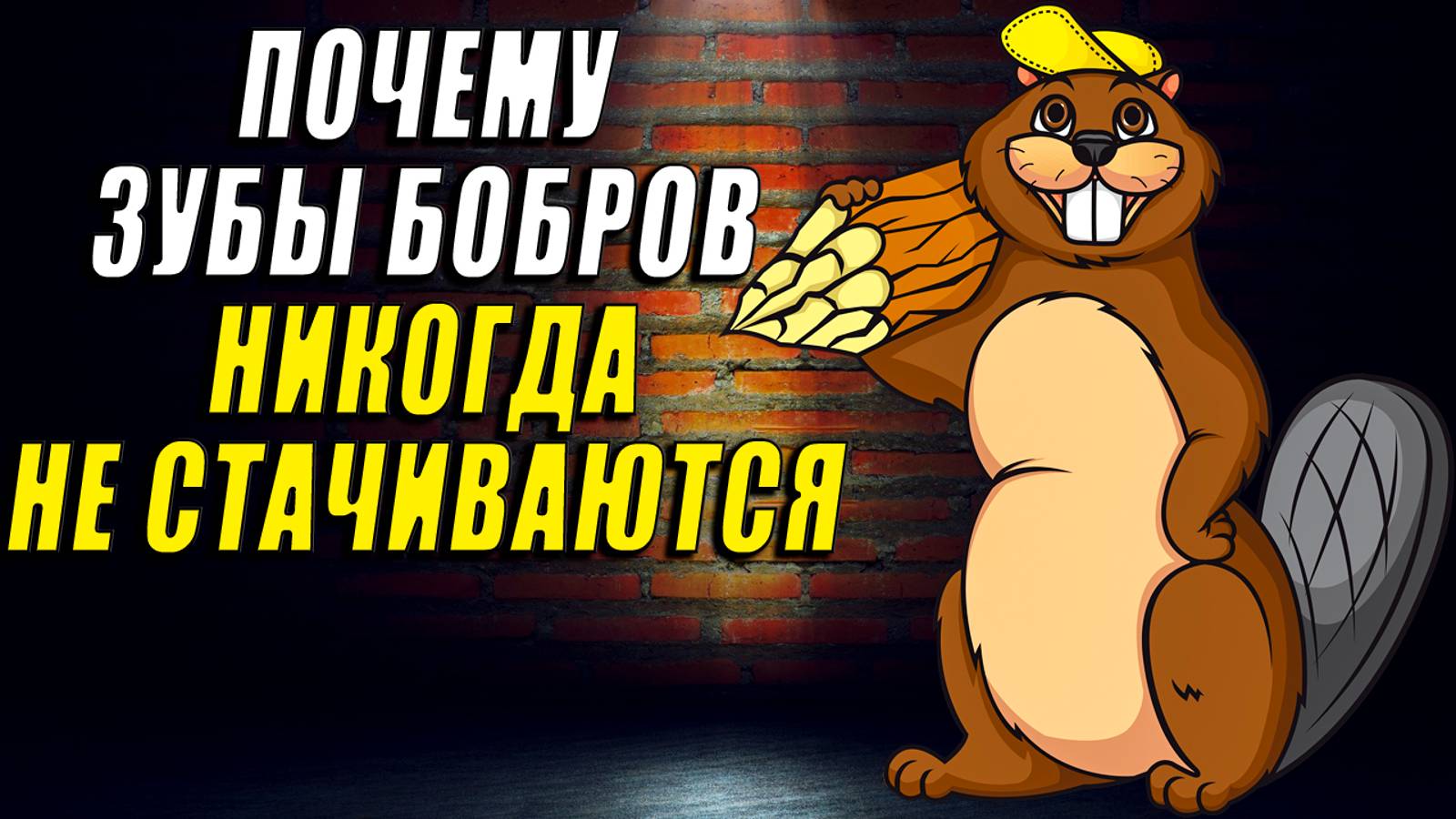 Почему зубы бобров никогда не стираются