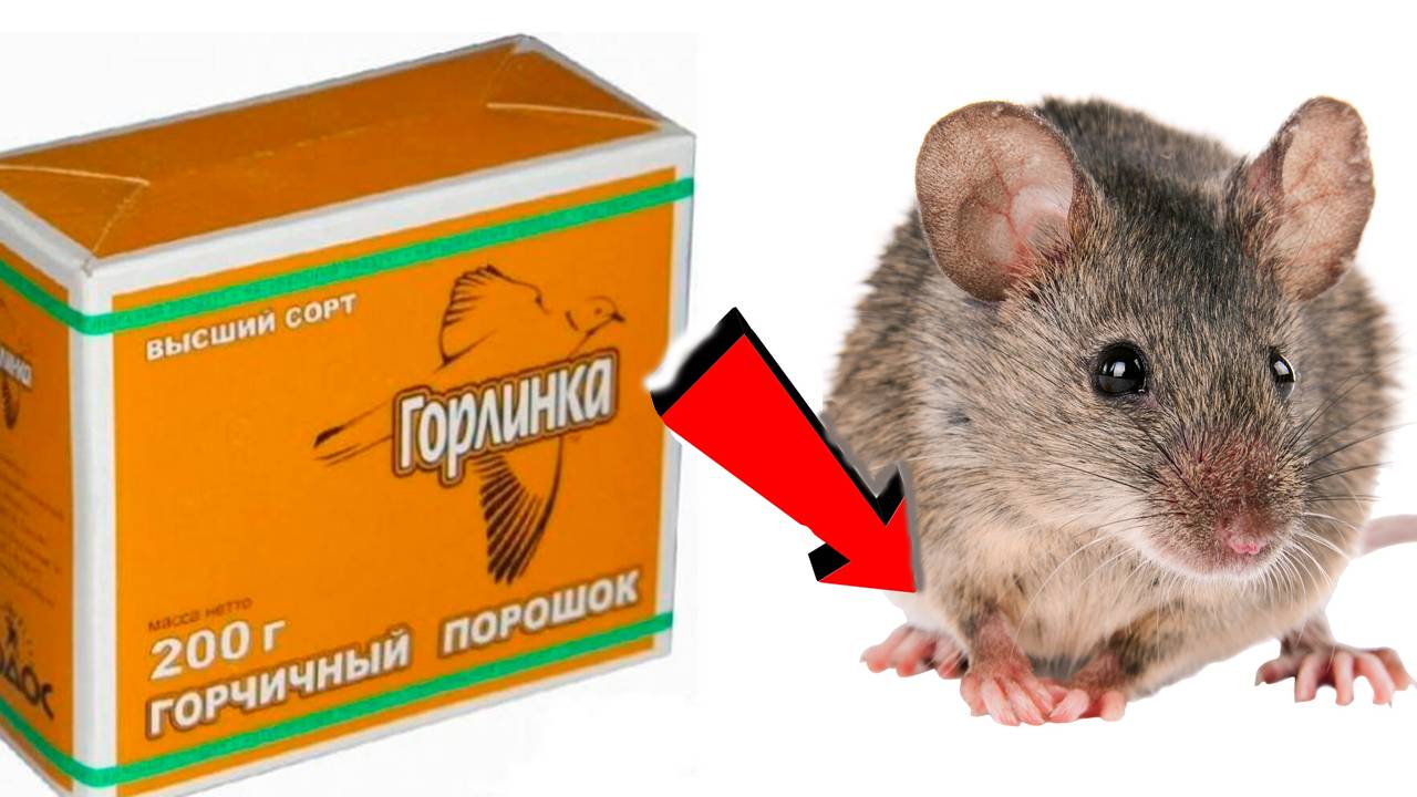 Как избавиться от крыс За 3 Секунды!!!