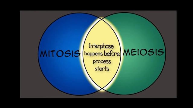 Cell cycle