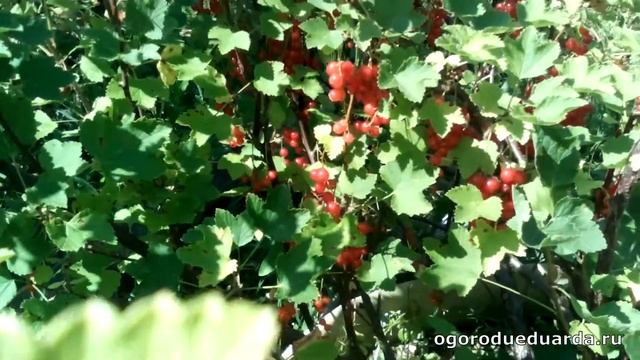 Показываю сколько ягод можно собрать с куста красной смородины