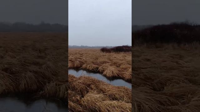 Опять мокрый снег пошёл