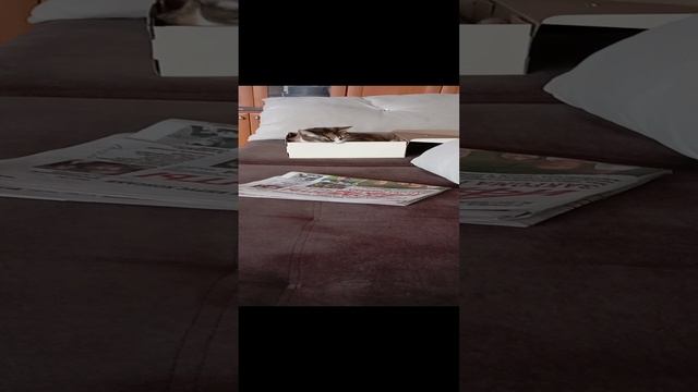 кошке коробка понравилась