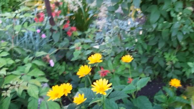 20240923_074405.mp4