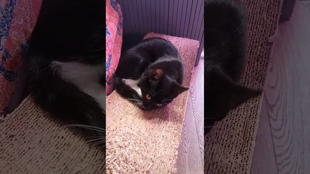 VID_20241116_161924_948.mp4