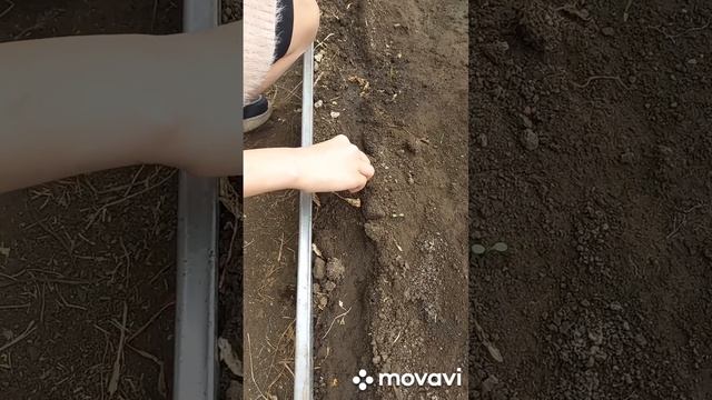 ПОСАДКА РЕДИСА В ШКОЛЬНУЮ ТЕПЛИЦУ. ОГОРОД НА КУБАНИ. shorts#