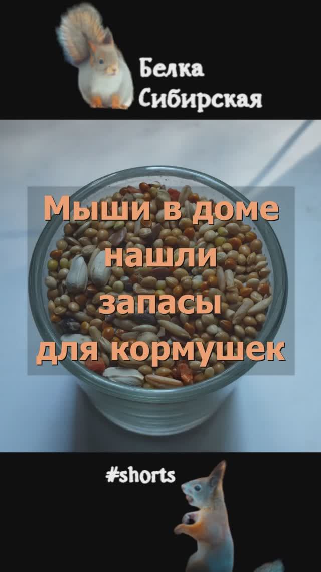 Гуманные ловушки от мышей