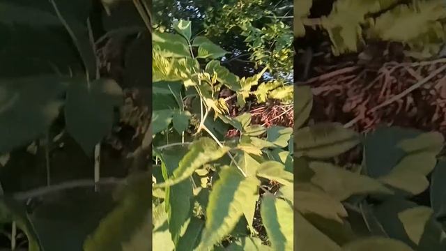 1007099377.mp4