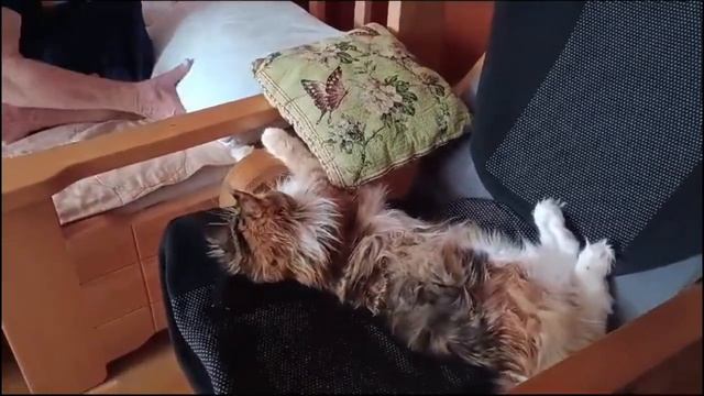 Krasnodar | Russia | Краснодар | Россия | Maine Coon | Майн-кун | сон | влог |