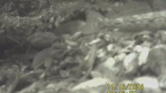 1000032606.mp4Волга гл.4м.16.11.2024г.