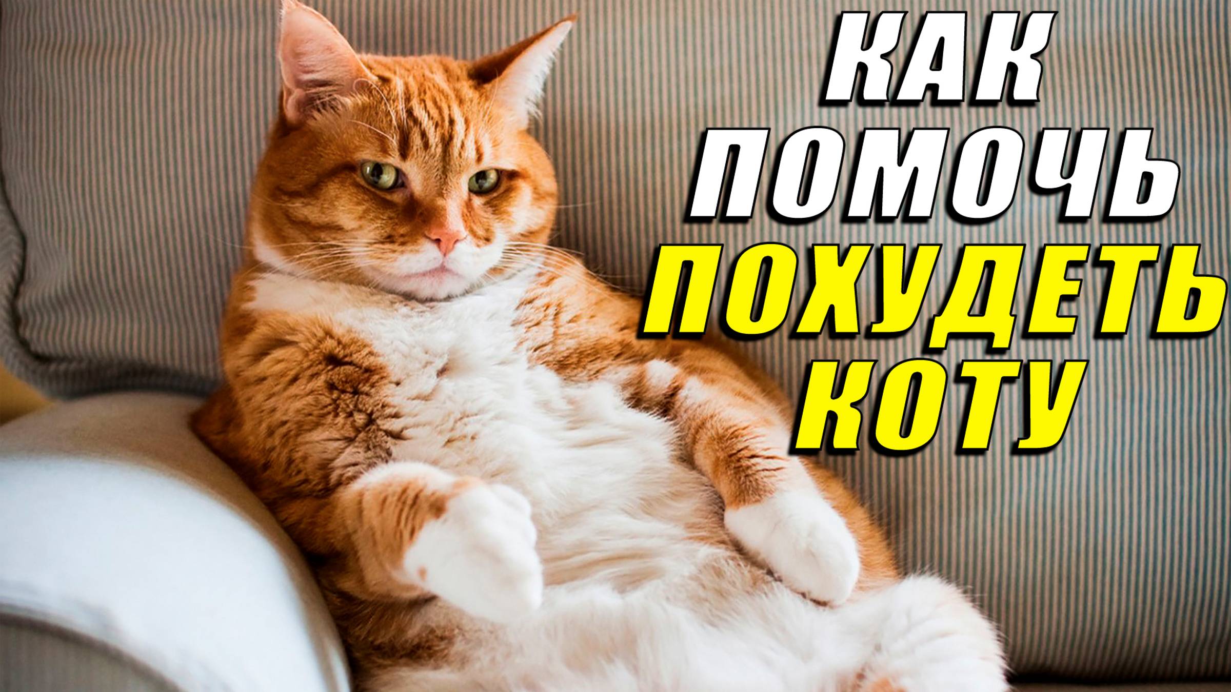 Как помочь похудеть коту